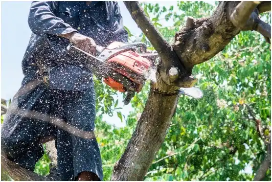 tree services East Cleveland